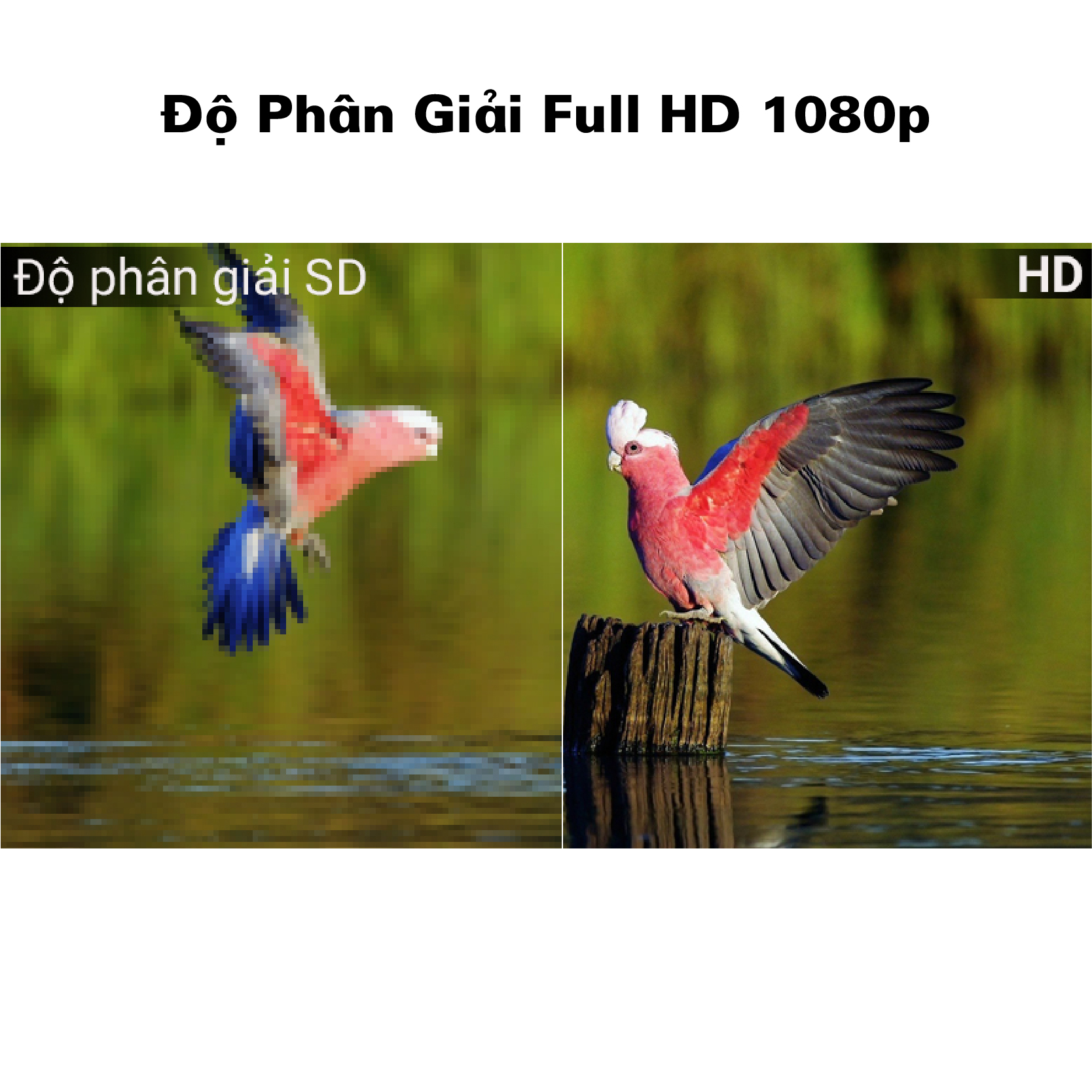 EH512- Độ phân giải Full HD