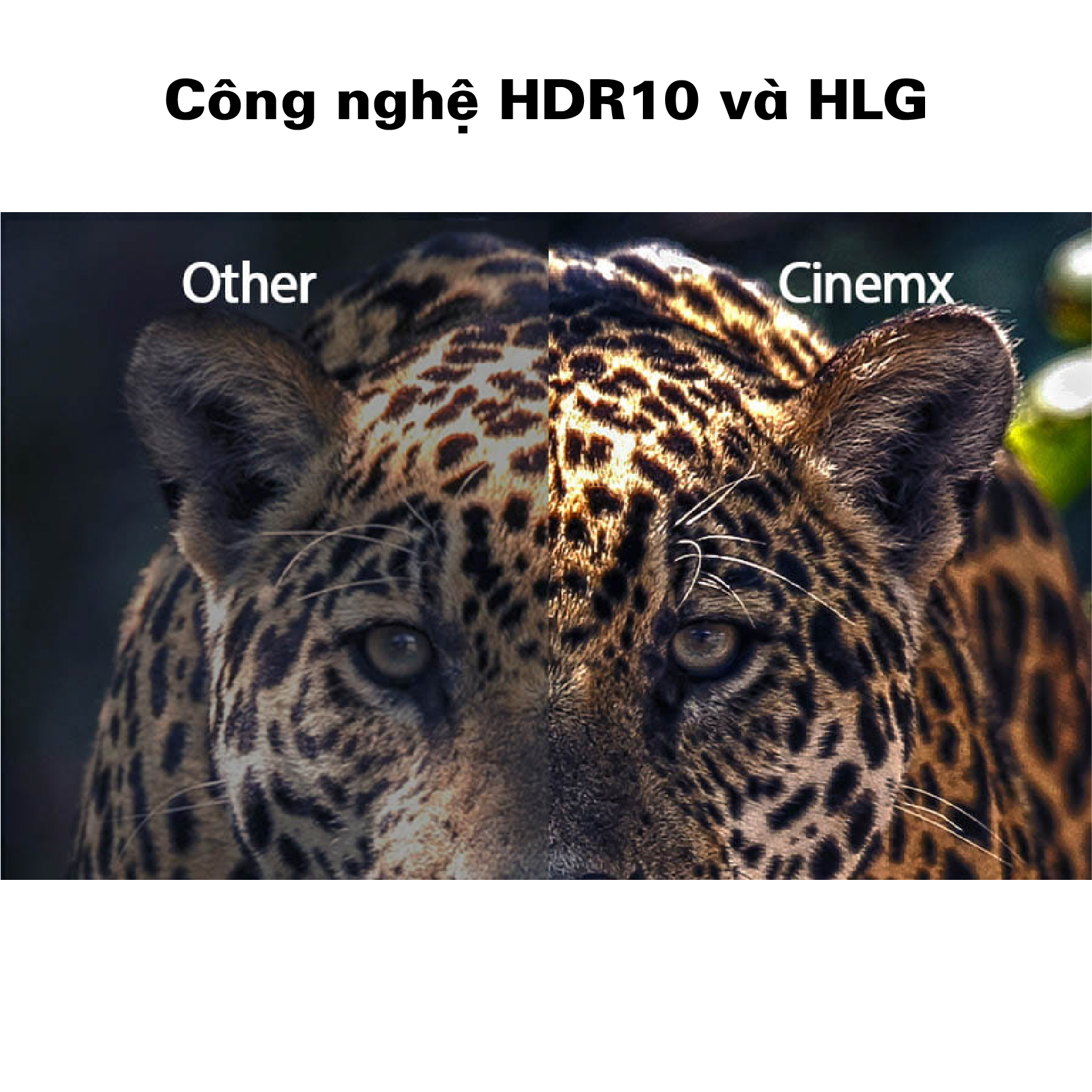 UHZ65LV- Công nghệ HDR10 và HLG